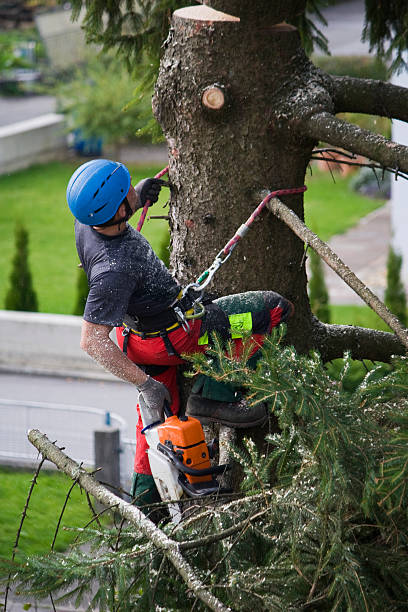 How Our Tree Care Process Works  in  Fern Park, FL